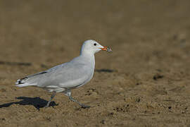 Audouin's Gull