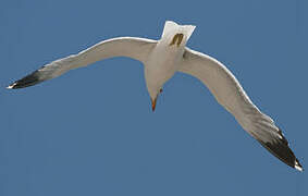 California Gull