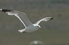 California Gull