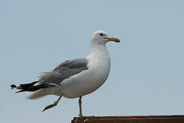 California Gull