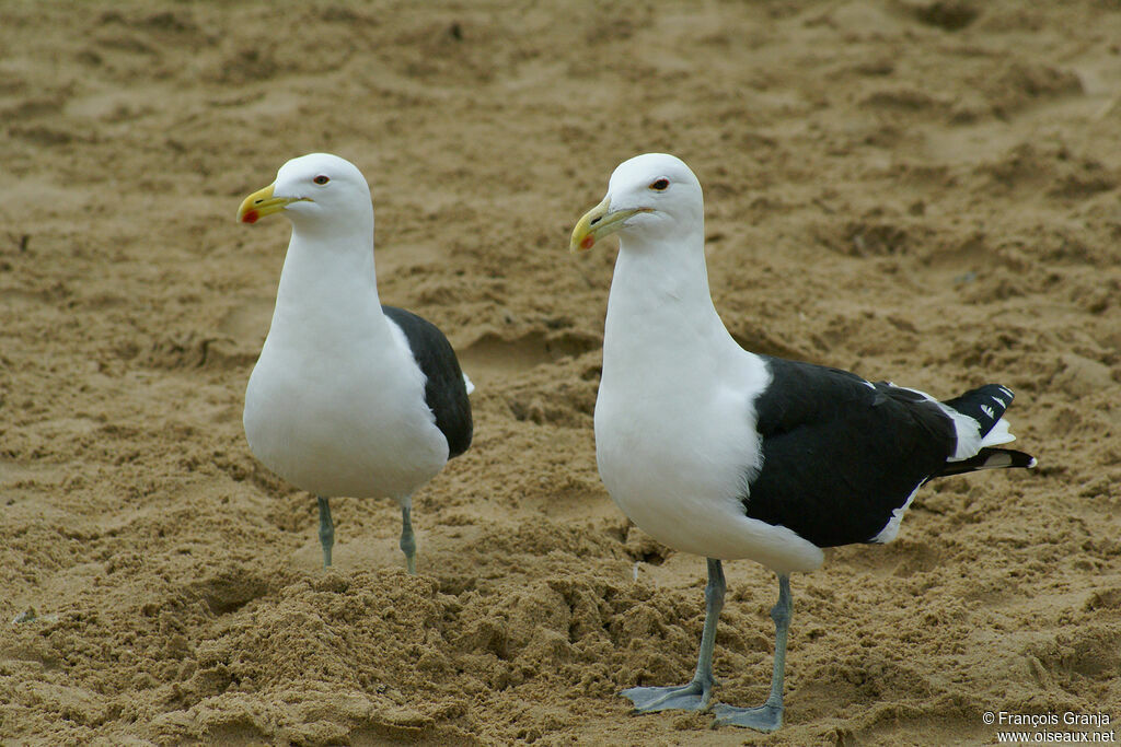 Goéland dominicain 