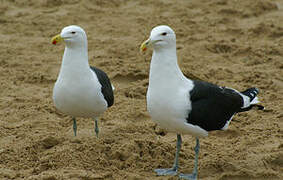 Kelp Gull