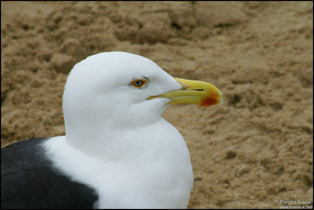 Kelp Gull