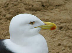 Kelp Gull