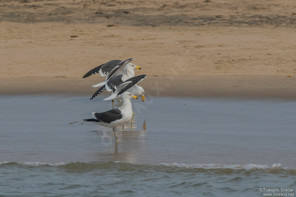 Kelp Gull