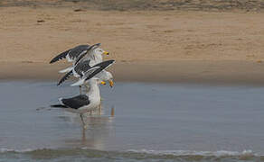 Kelp Gull