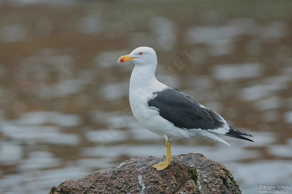 Goéland dominicain