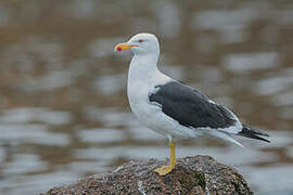 Kelp Gull