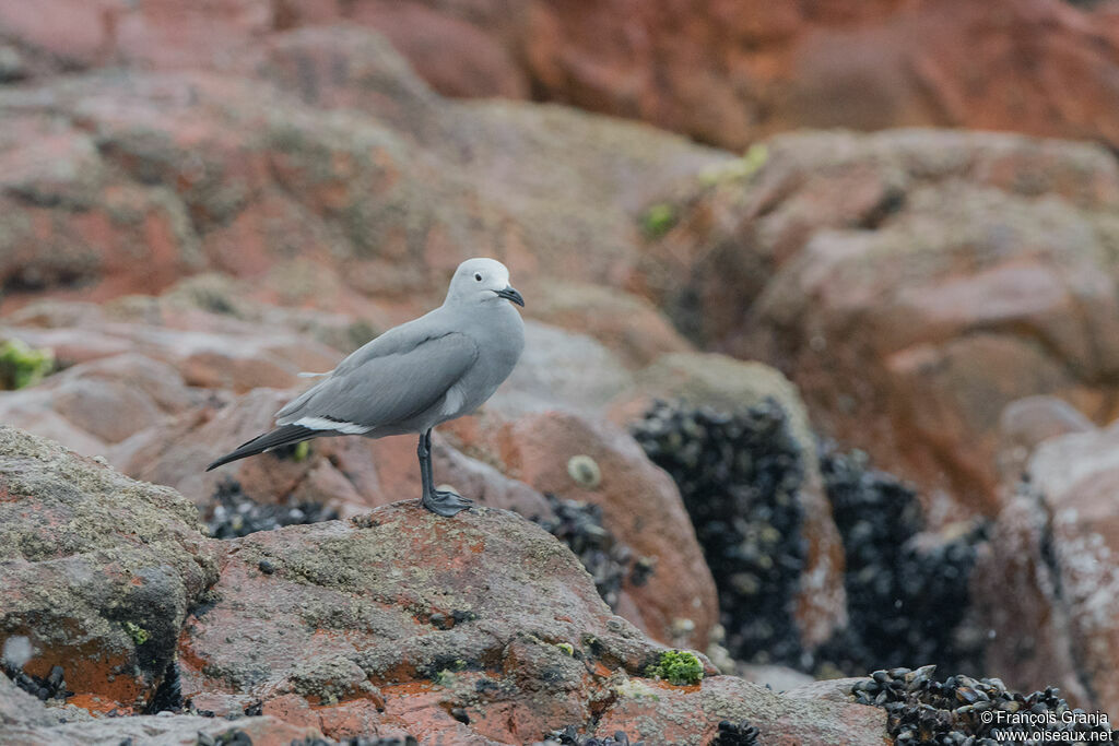 Grey Gull