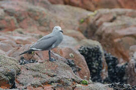 Grey Gull