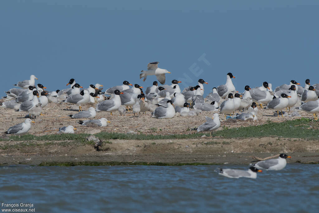 Pallas's Gulladult breeding, Reproduction-nesting