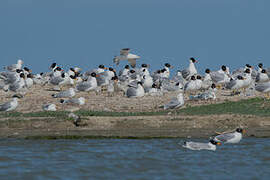 Pallas's Gull