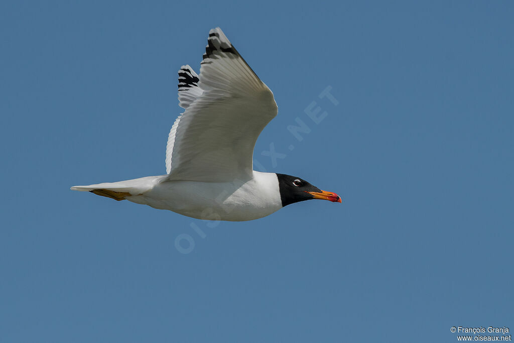 Pallas's Gull