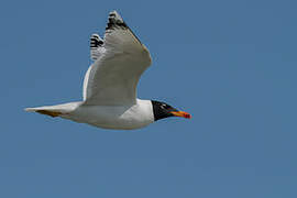 Pallas's Gull