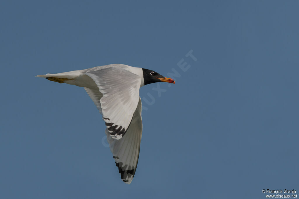 Pallas's Gull