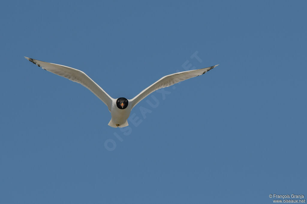 Pallas's Gull