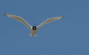 Pallas's Gull