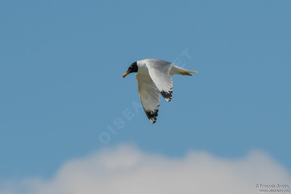 Pallas's Gull