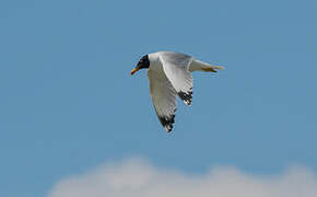 Pallas's Gull