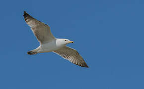 Pallas's Gull