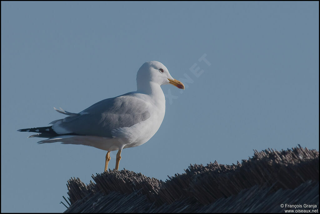 Yellow-legged Gulladult