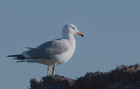 Yellow-legged Gull