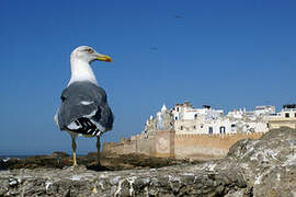 Yellow-legged Gull