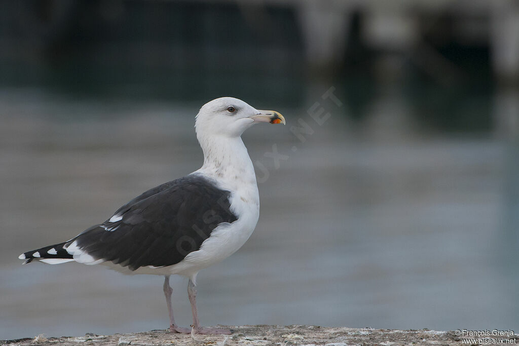 Goéland marinadulte