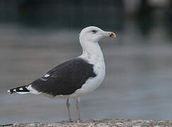 Great Black-backed Gull