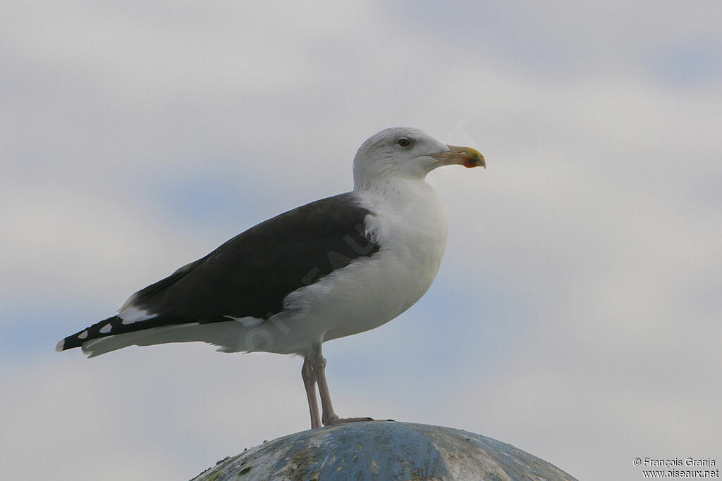 Goéland marinadulte