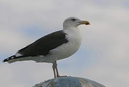 Great Black-backed Gull