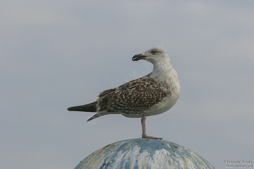 Goéland marinimmature