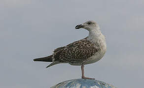 Great Black-backed Gull