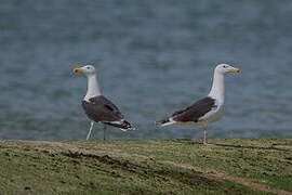 Great Black-backed Gull