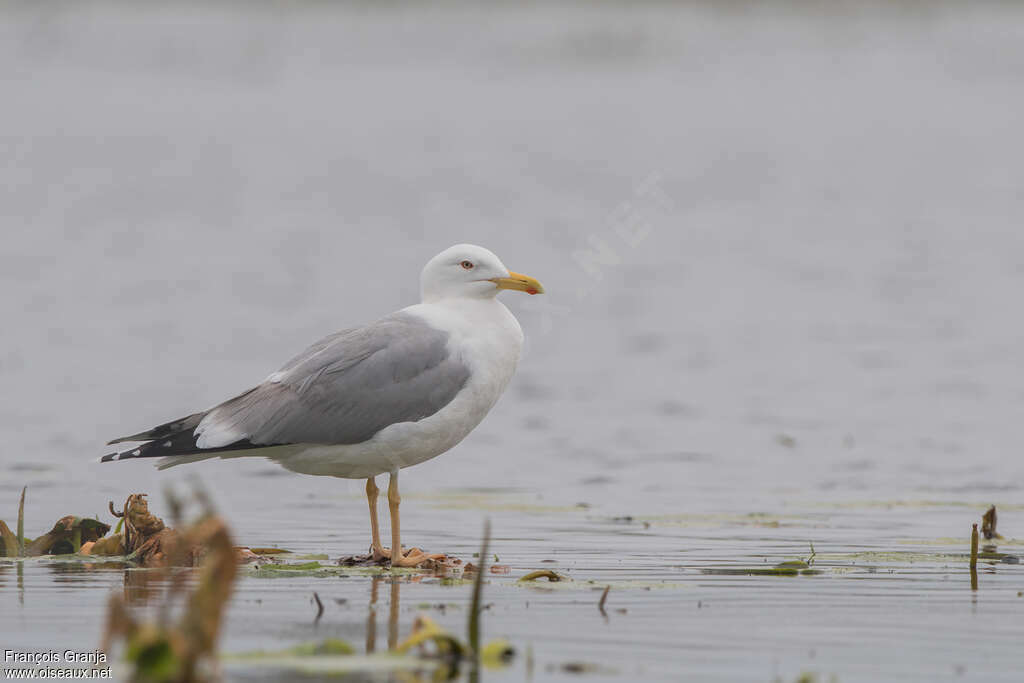 Caspian Gulladult, identification