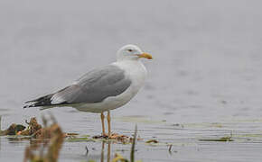 Caspian Gull