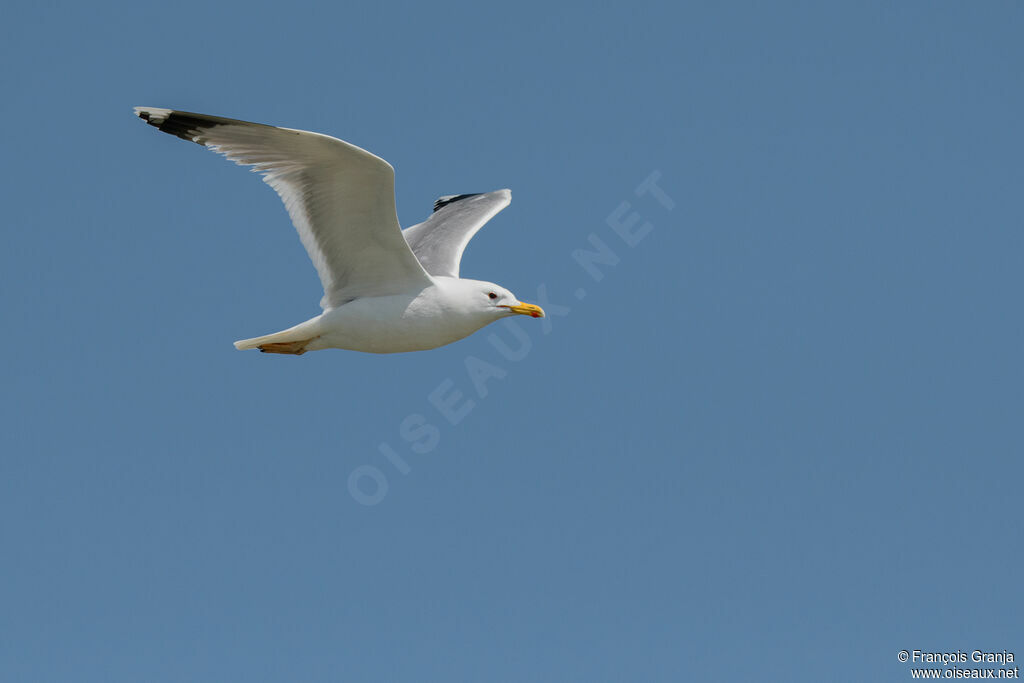 Caspian Gull