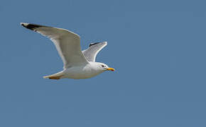 Caspian Gull