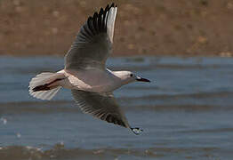 Slender-billed Gull