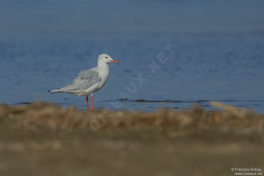 Slender-billed Gull