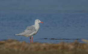 Slender-billed Gull