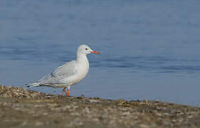 Slender-billed Gull