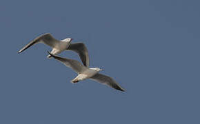 Slender-billed Gull