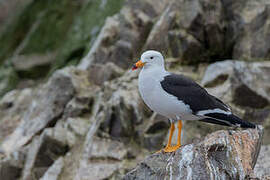 Belcher's Gull