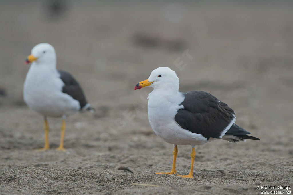 Belcher's Gull