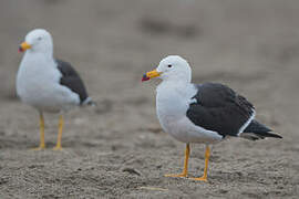 Belcher's Gull