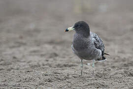 Belcher's Gull