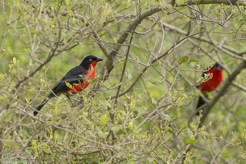 Black-headed Gonolekadult, habitat, pigmentation