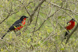 Black-headed Gonolek