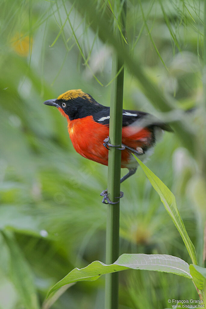 Papyrus Gonolekadult